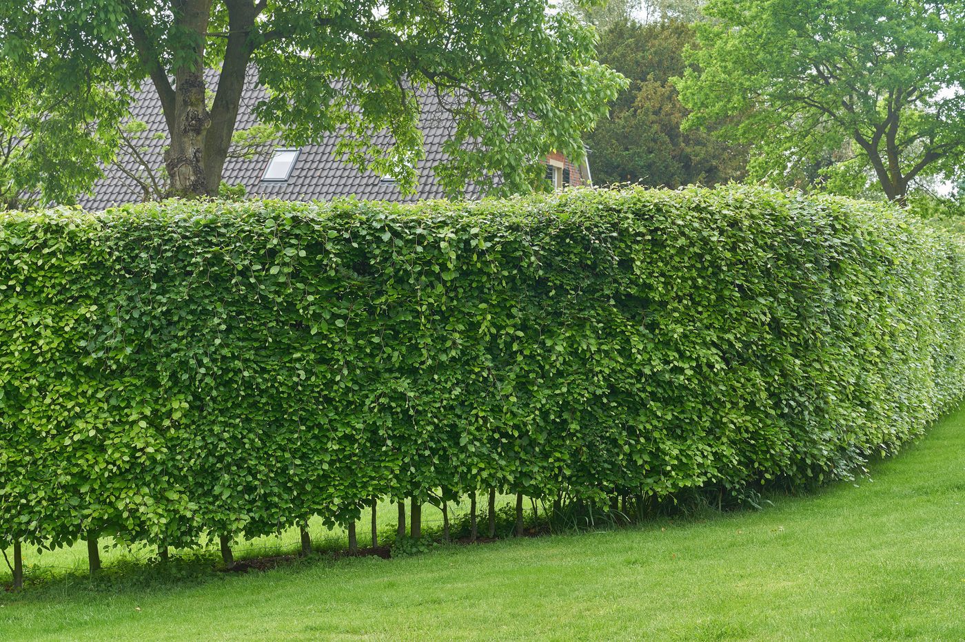 Garden Maintenance